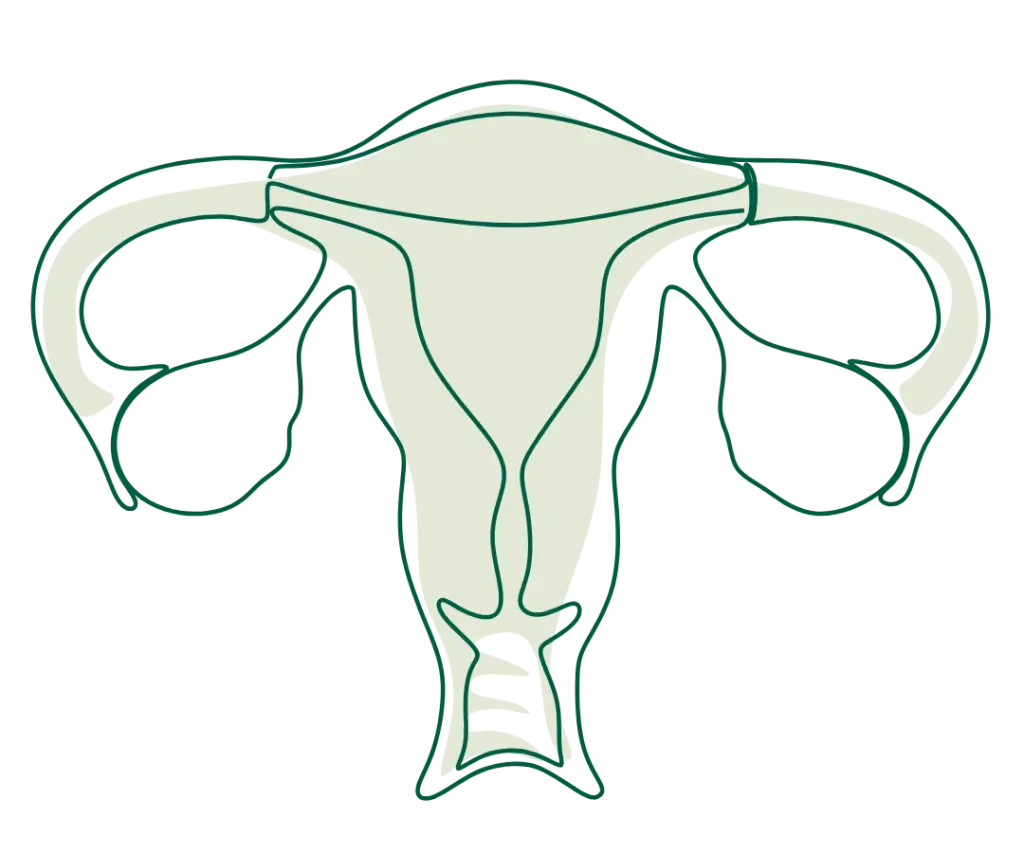 uterus image final